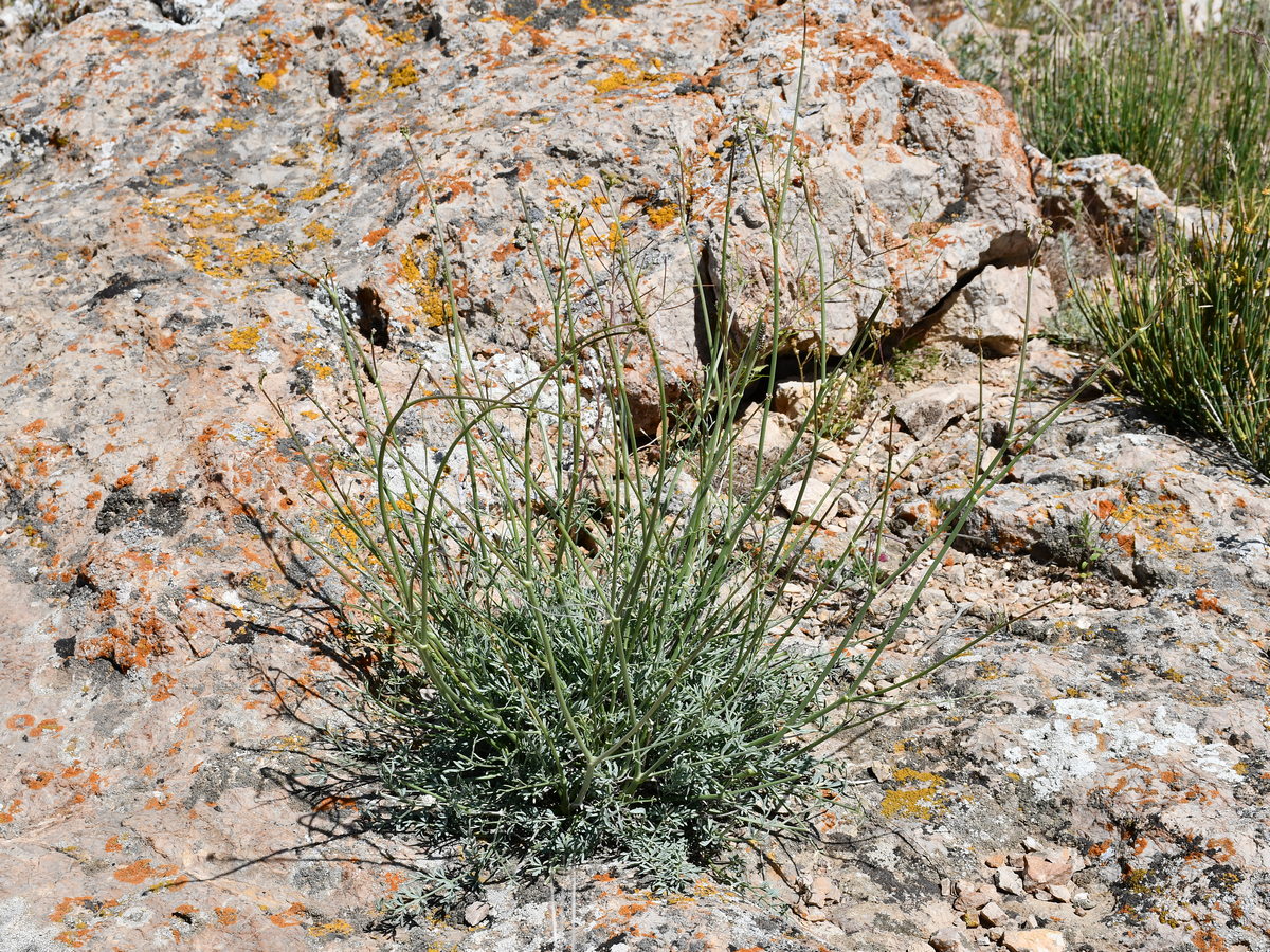 Image of Seseli sessiliflorum specimen.