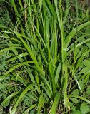 Calamagrostis arundinacea