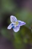 genus Veronica