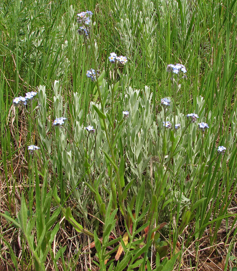 Изображение особи Myosotis popovii.