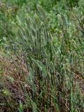Agropyron pectinatum
