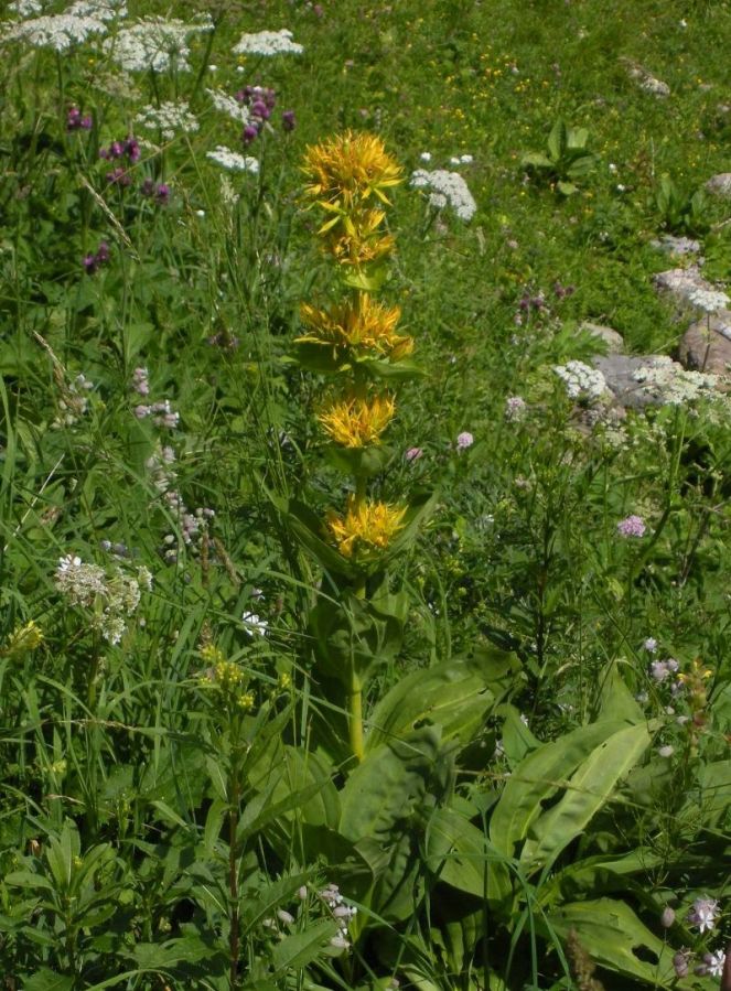 Изображение особи Gentiana lutea.