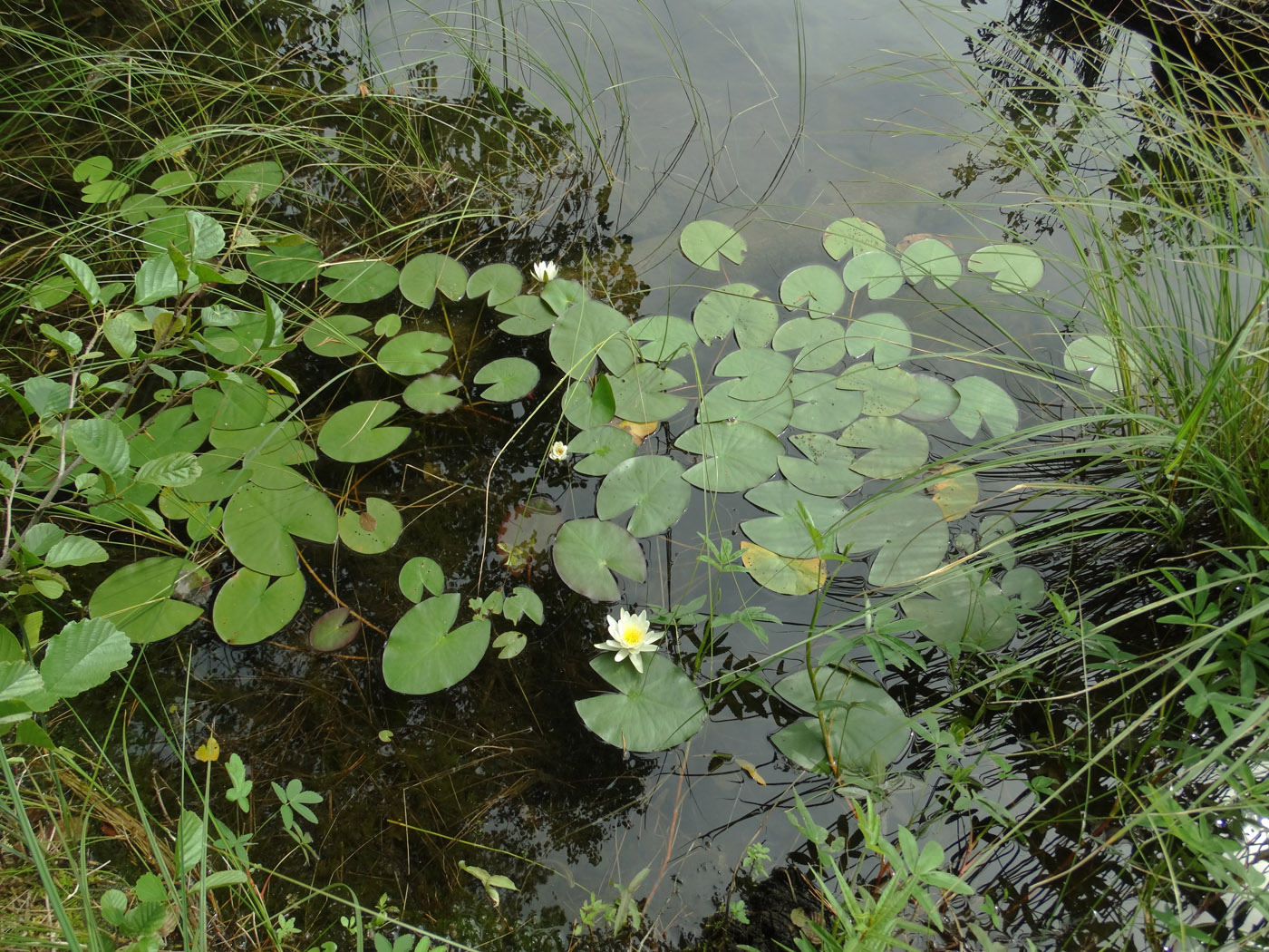 Изображение особи Nymphaea candida.