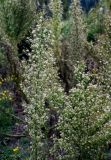 Conyza canadensis