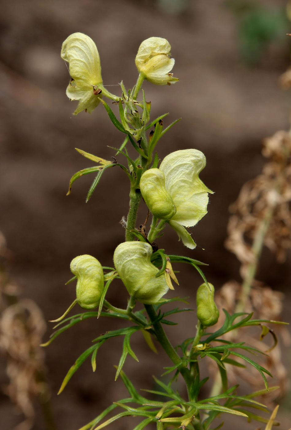 Изображение особи Aconitum nemorosum.