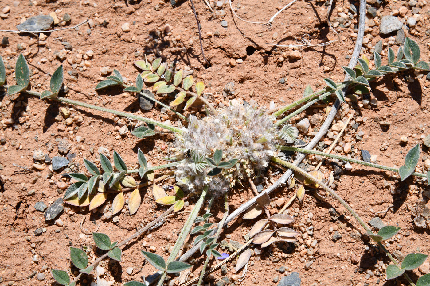 Изображение особи Astragalus scabrisetus.