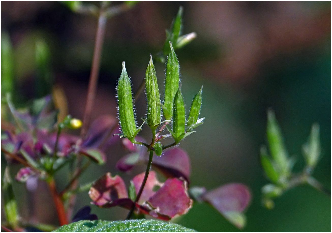 Изображение особи Oxalis stricta.