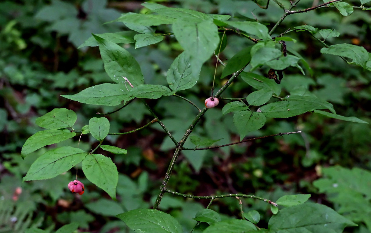Изображение особи Euonymus verrucosus.