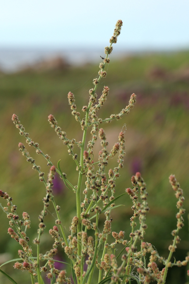 Image of Atriplex littoralis specimen.