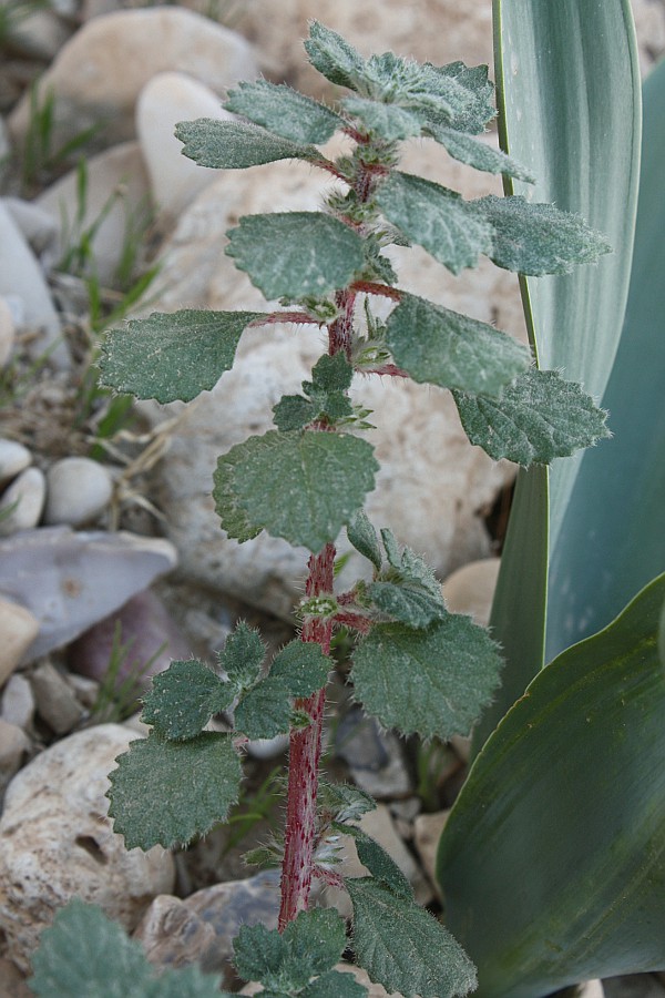 Image of Forsskaolea tenacissima specimen.