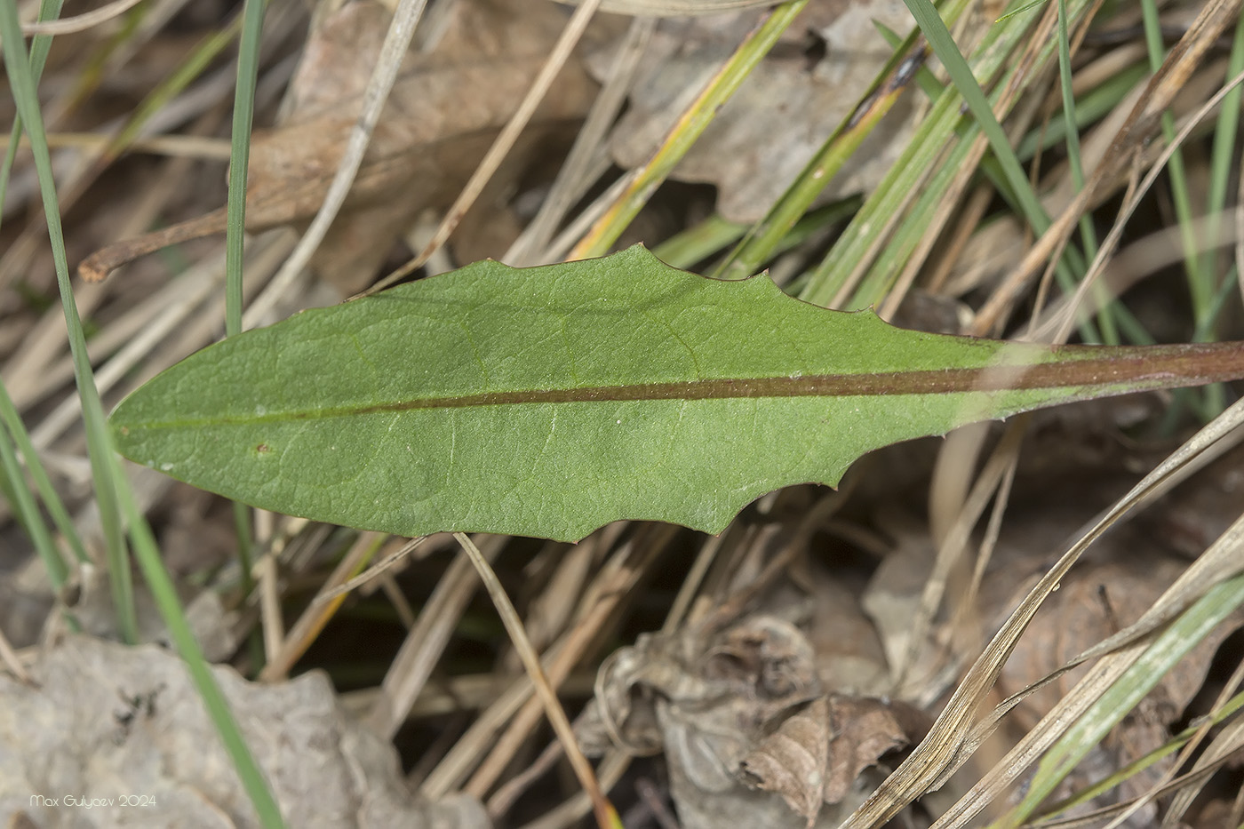 Image of Taraxacum thracicum specimen.