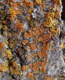 Calogaya ferrugineoides
