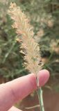 Cenchrus ciliaris