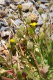 Hedypnois rhagadioloides