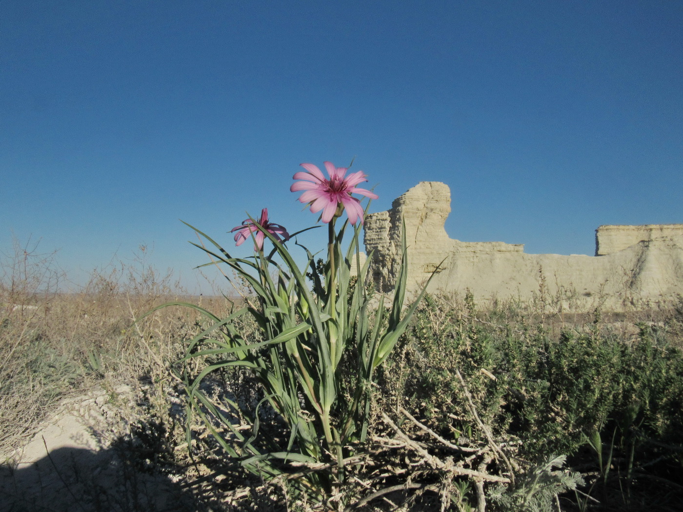 Image of Tragopogon marginifolius specimen.
