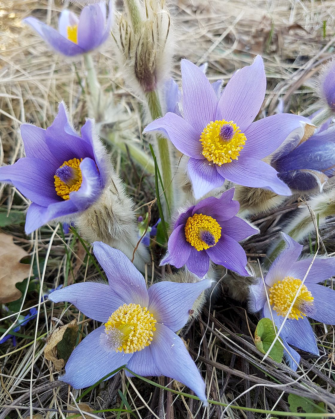 Image of Pulsatilla grandis specimen.