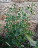 Zygophyllum fabago