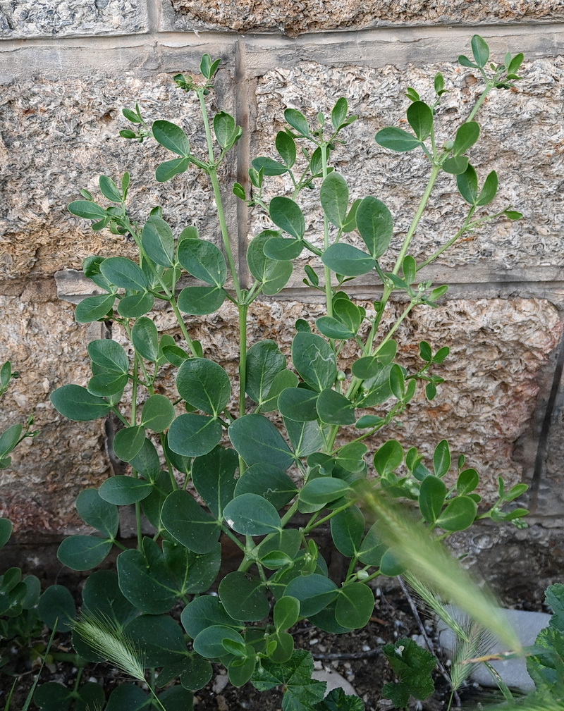 Image of Zygophyllum fabago specimen.
