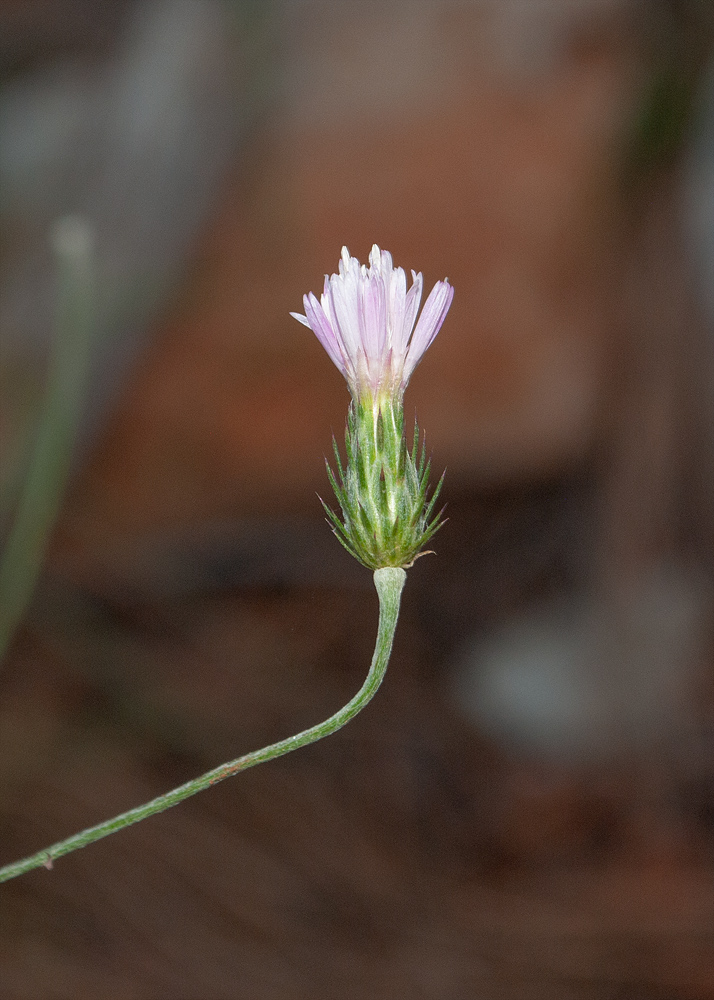 Image of Carduus argentatus specimen.