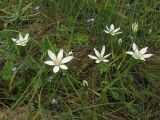 Ornithogalum umbellatum. Цветущие растения. Украина, Закарпатская обл., Виноградов, Чёрная гора, травянистый склон. 5 мая 2008 г.