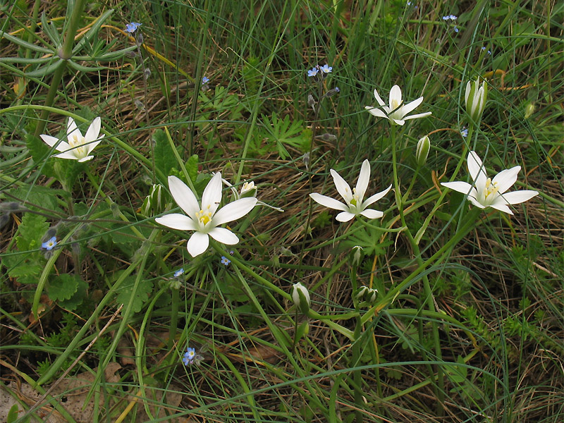 Image of Ornithogalum umbellatum specimen.