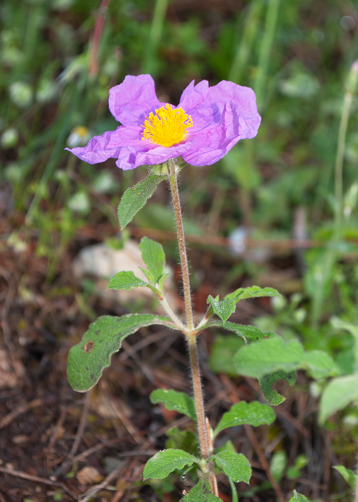 Изображение особи Cistus creticus.
