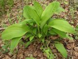 Bupleurum longiradiatum. Вегетирующее растение. Хабаровский край, окр. г. Комсомольск-на-Амуре, смешанный лес, у лесной дороги. 15.06.2022.