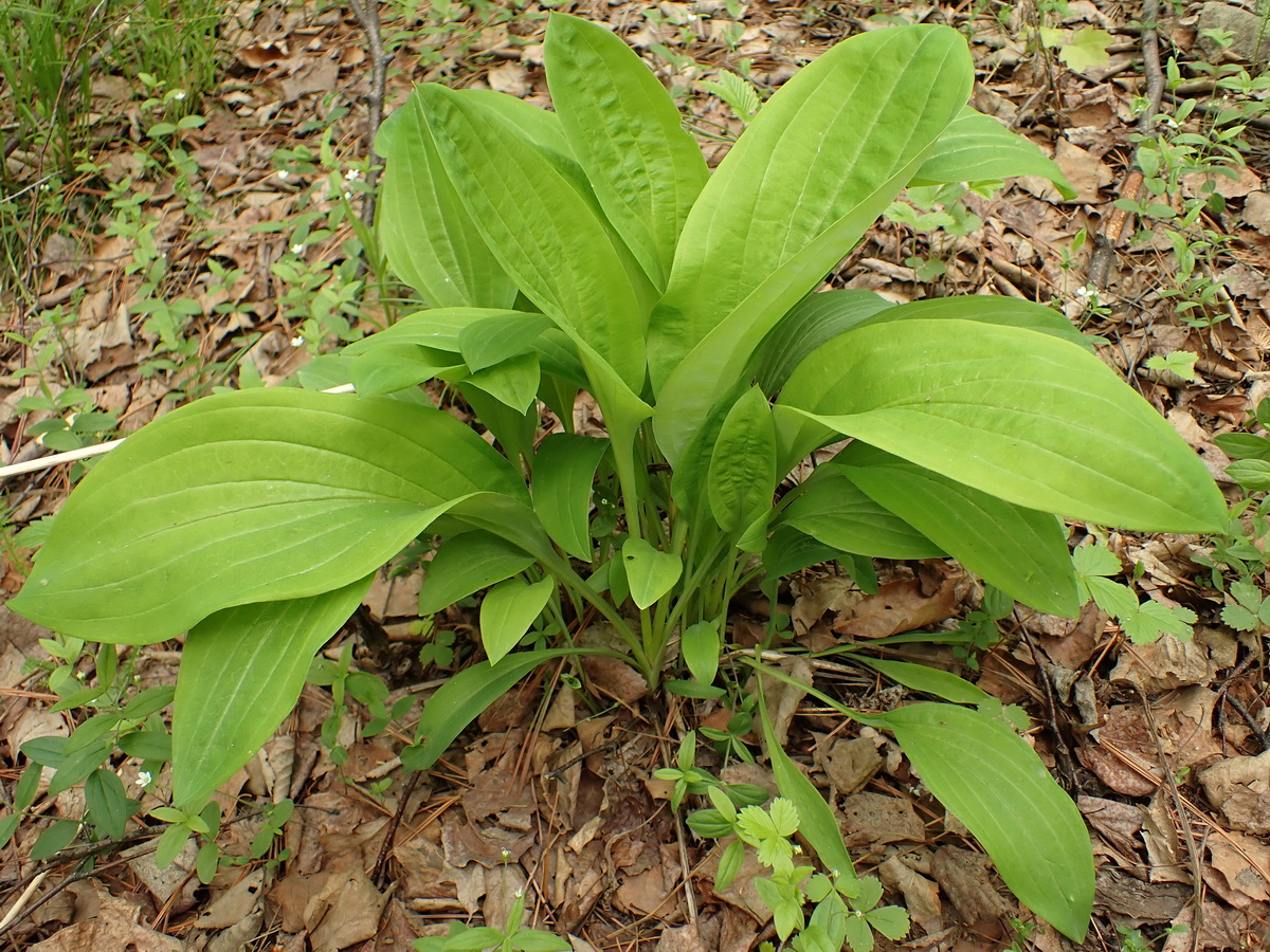Image of Bupleurum longiradiatum specimen.