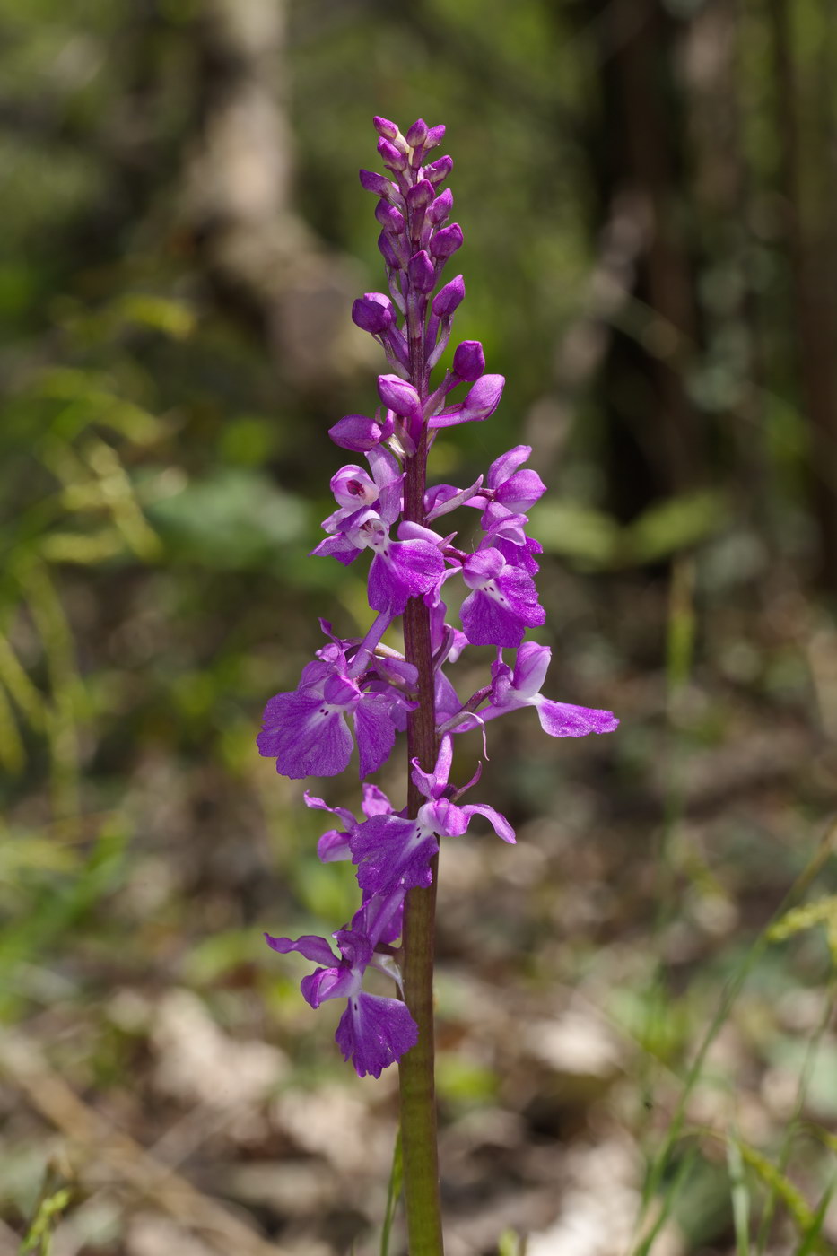Image of Orchis mascula specimen.