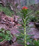 Rhodiola linearifolia