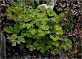 Aquilegia vulgaris
