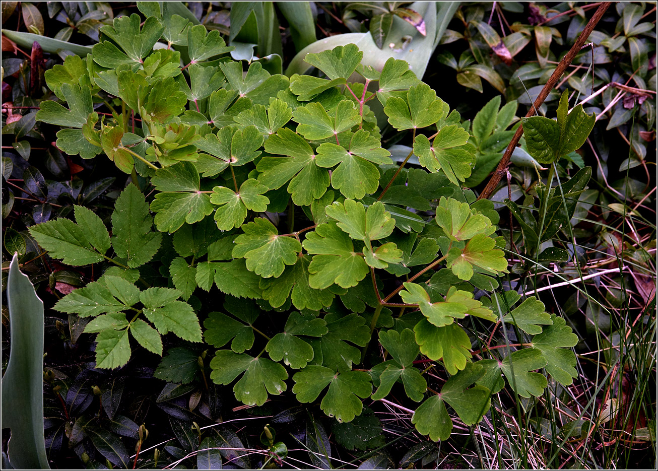 Изображение особи Aquilegia vulgaris.