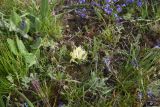 род Astragalus