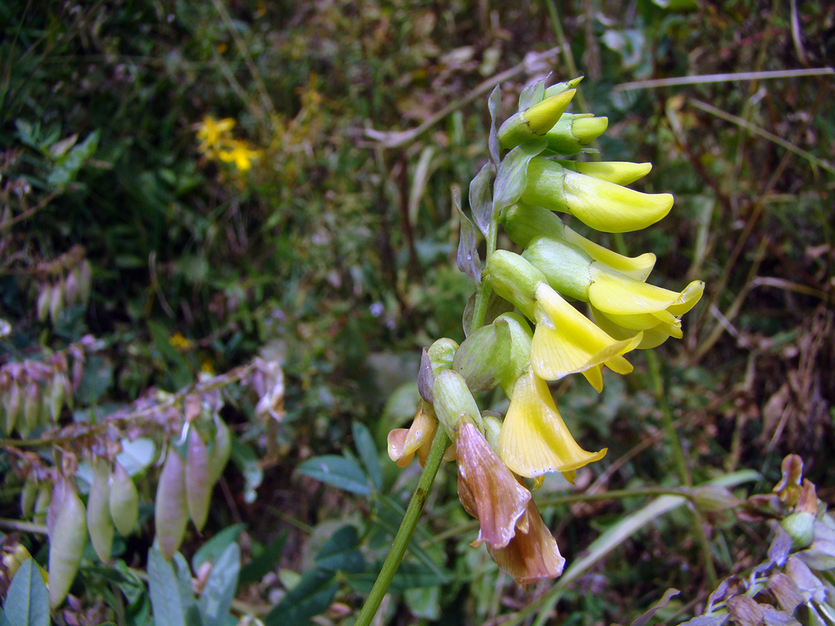 Изображение особи Astragalus lepsensis.
