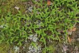 Lycopodium clavatum. Ветви вегетирующего растения. Ленинградская обл., Кингисеппский р-н, окр. дер. Выбье, экологическая тропа; старая дюна, зеленомошный сосняк. 13.07.2025.