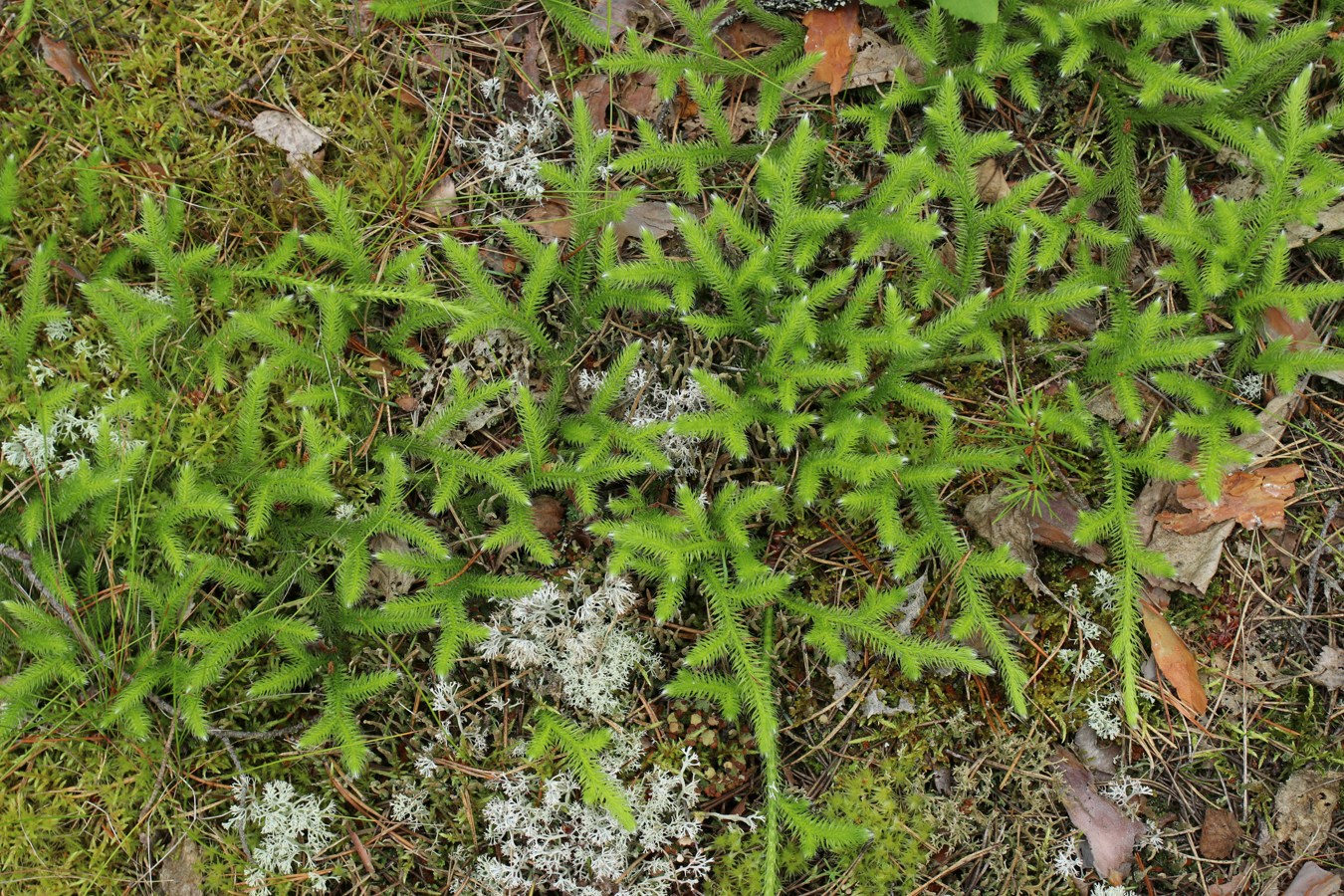 Изображение особи Lycopodium clavatum.