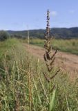 род Echinochloa. Осыпавшееся соплодие, цветущее соцветие и верхушка листа. Испания, Каталония, пров. Жирона, комарка Баш Эмпорда, муниципалитет Калонже, залежь. 21.09.2025.
