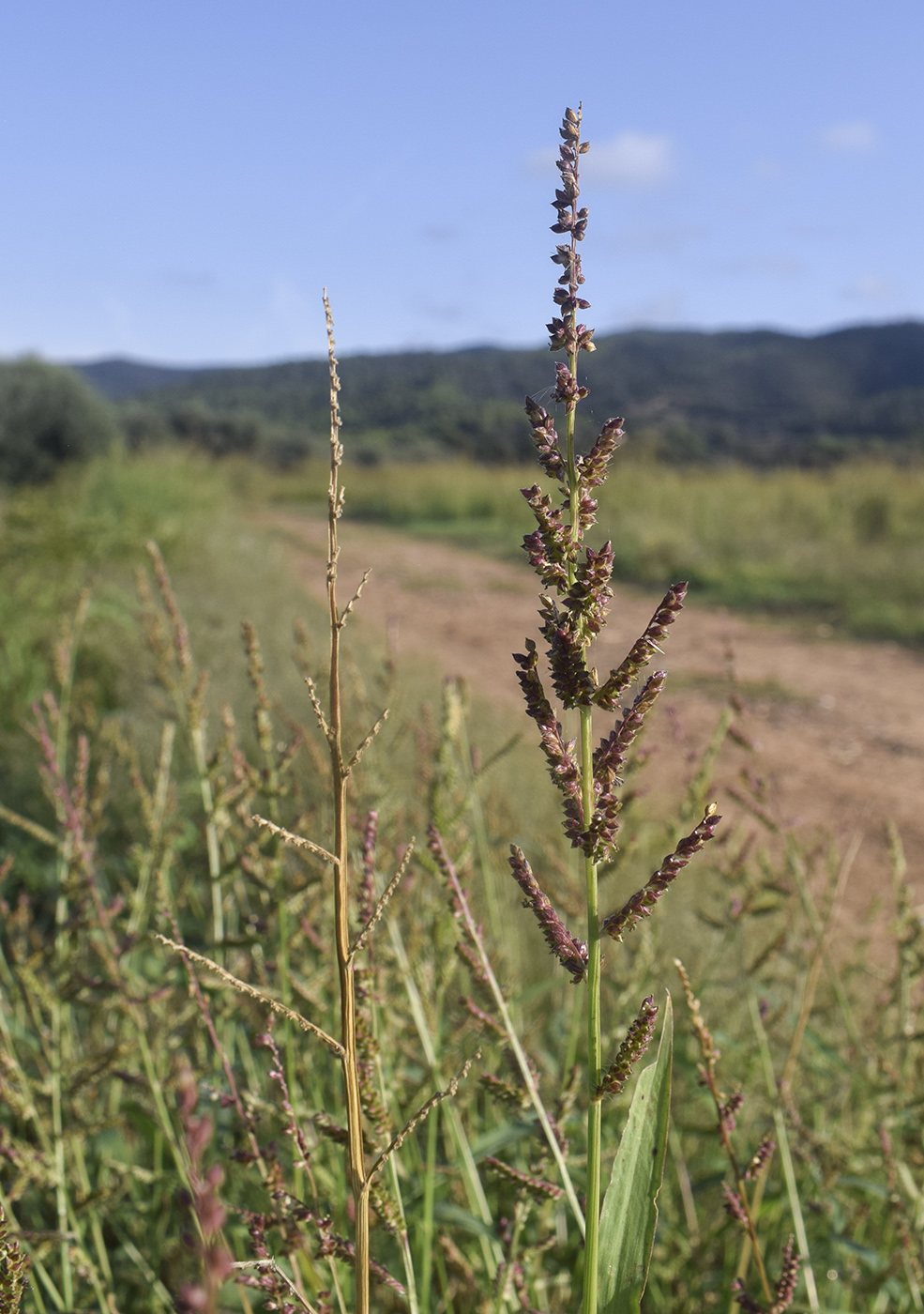 Изображение особи род Echinochloa.