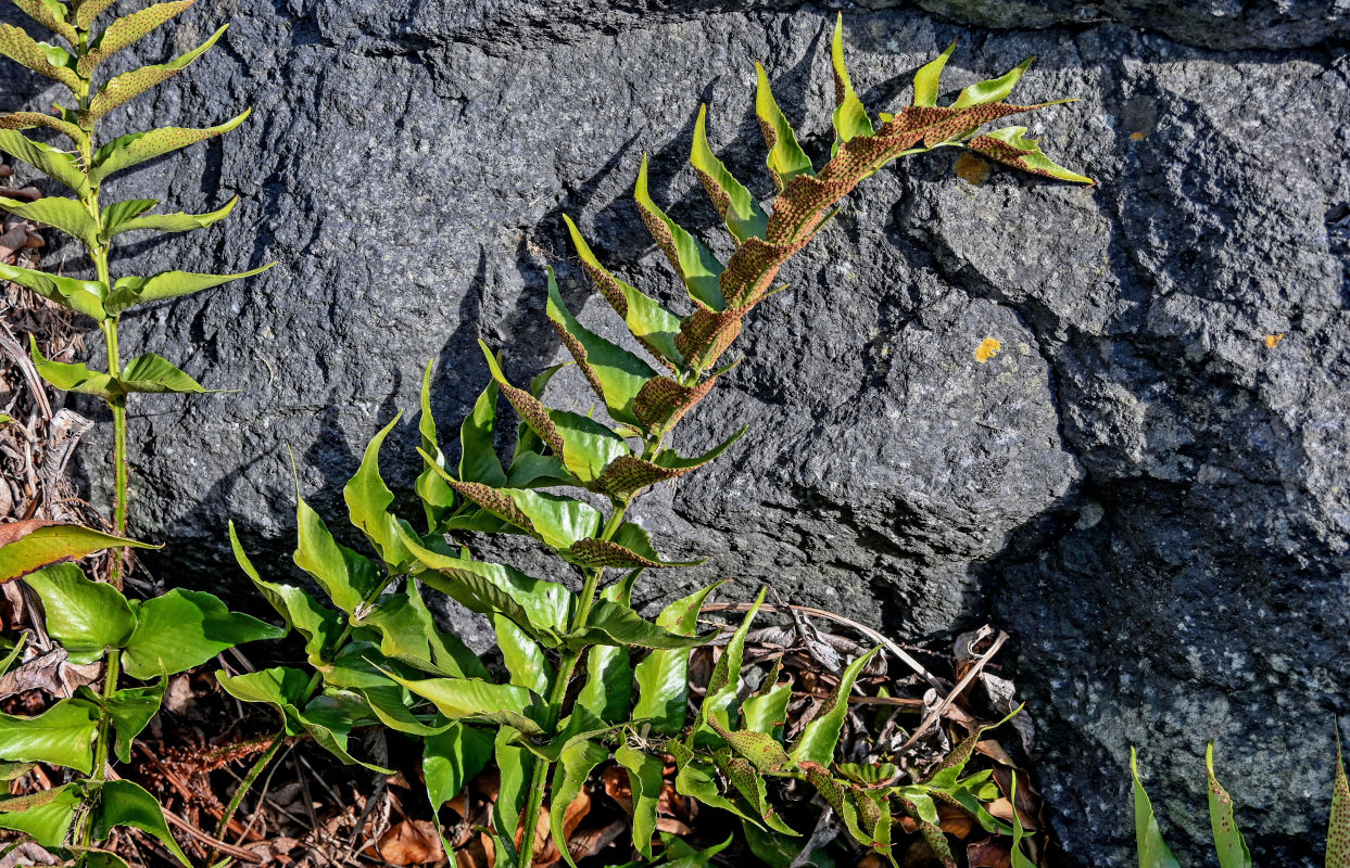 Image of Cyrtomium falcatum specimen.