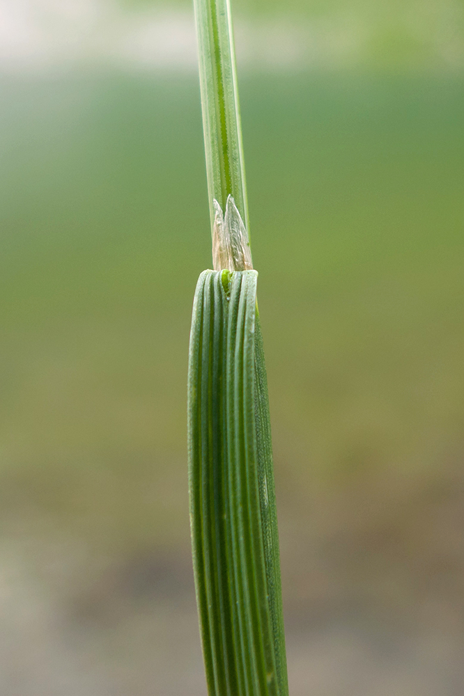 Изображение особи Deschampsia cespitosa.