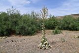 Verbascum songaricum. Отцветающее растение. Казахстан, Алмаатинская обл., Чу-Илийские горы, западная окраина гряды Ак-Чеку, степной участок у солёного ручья. 5 июня 2025 г.