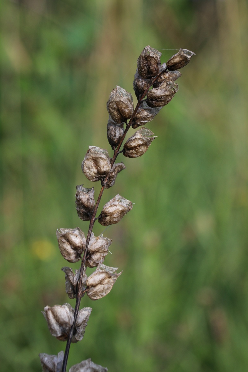 Image of Rhinanthus vernalis specimen.