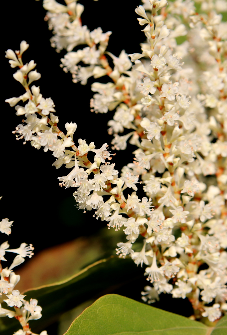 Image of Reynoutria sachalinensis specimen.