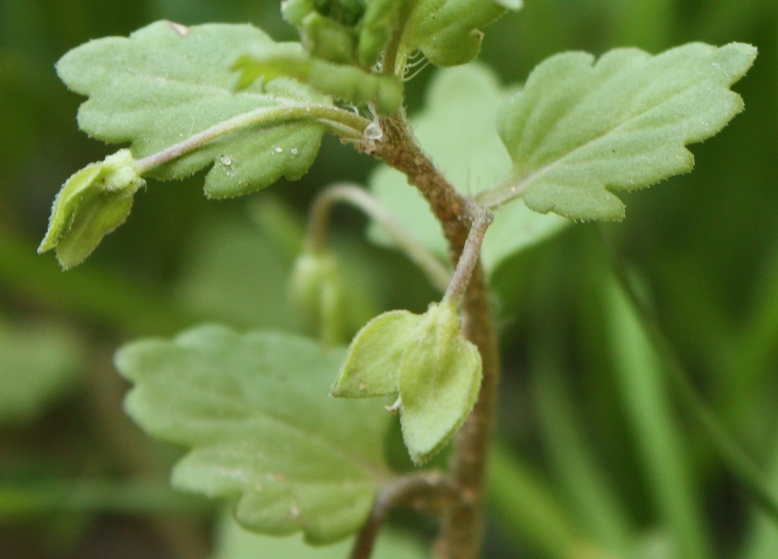 Image of Veronica polita specimen.