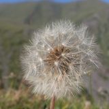 Taraxacum officinale