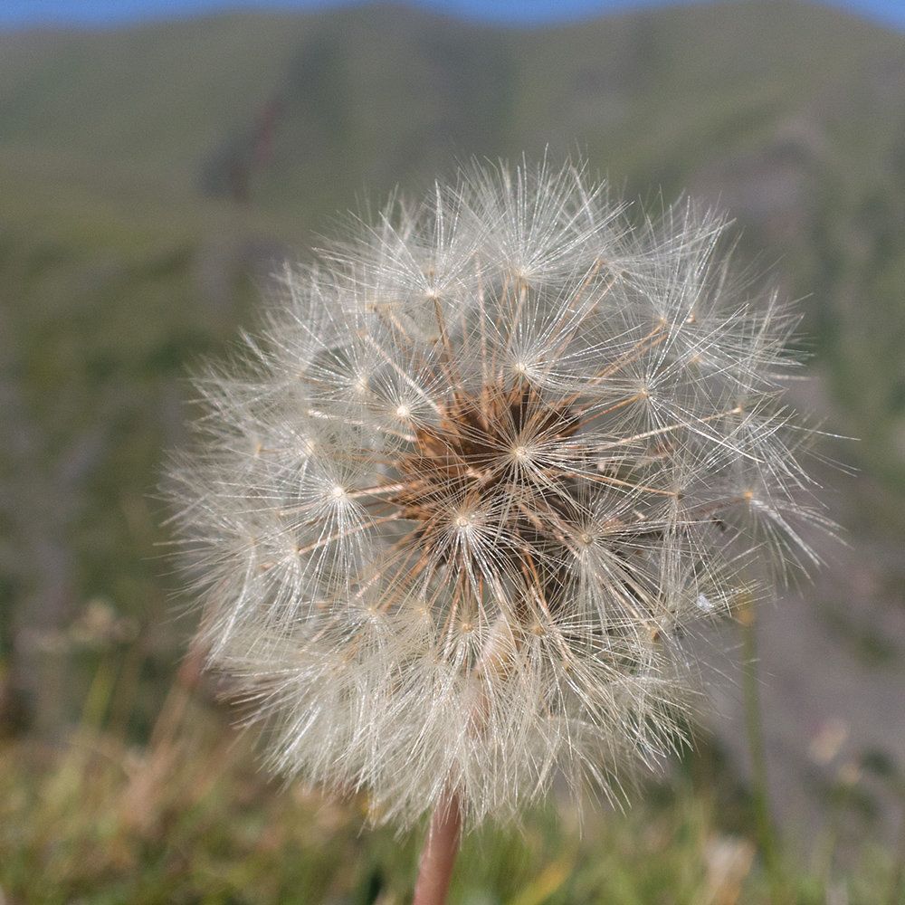 Image of genus Taraxacum specimen.
