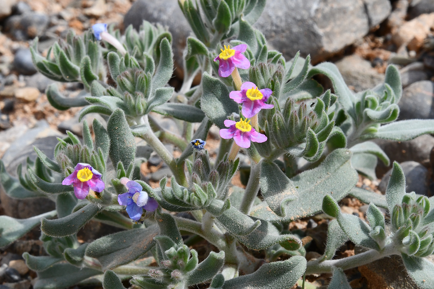 Изображение особи Arnebia obovata.