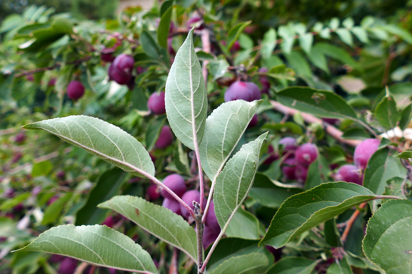 Изображение особи Malus prunifolia.