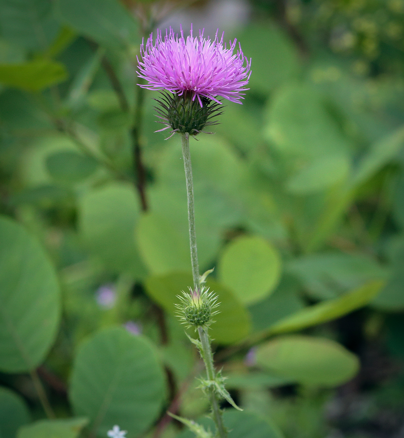Изображение особи род Carduus.