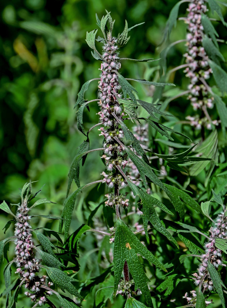 Image of Leonurus quinquelobatus specimen.